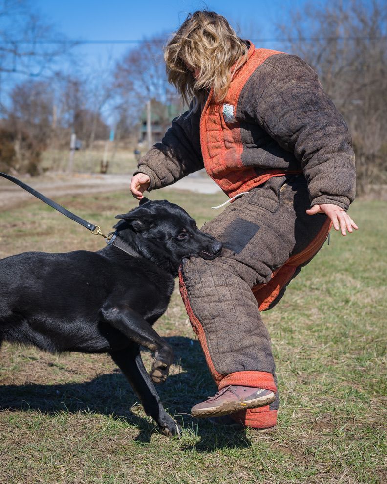 Bite work training in a decoy suit