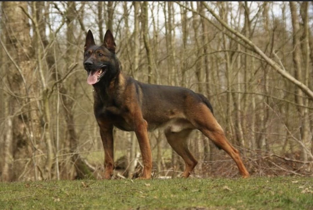 Malinois standing calm in the woods