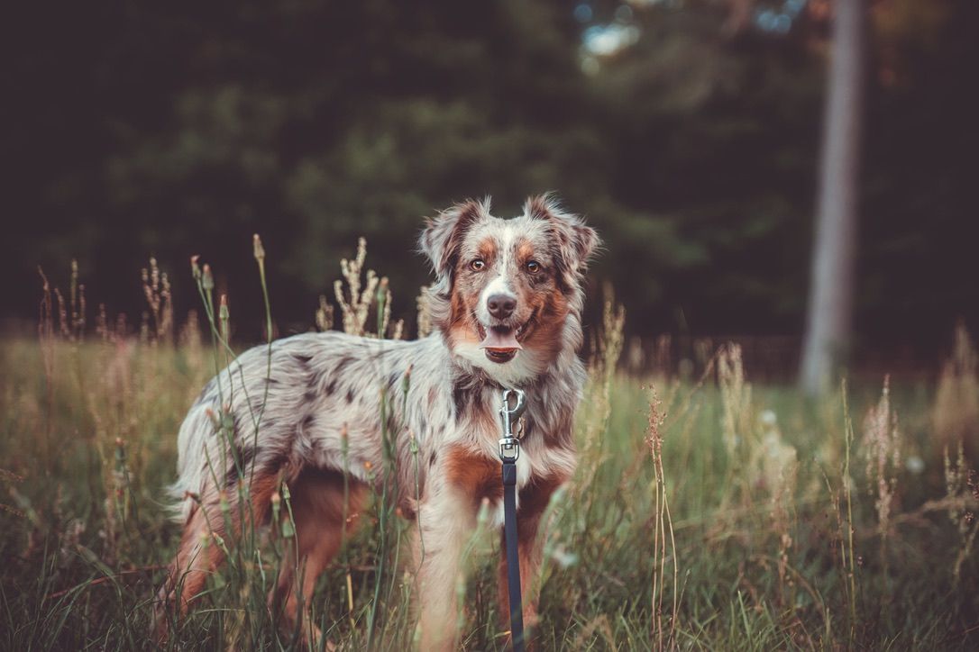 Australian shepherd in a golden field