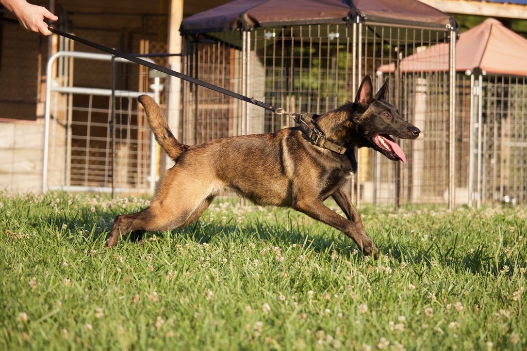 Dog running full speed on grass