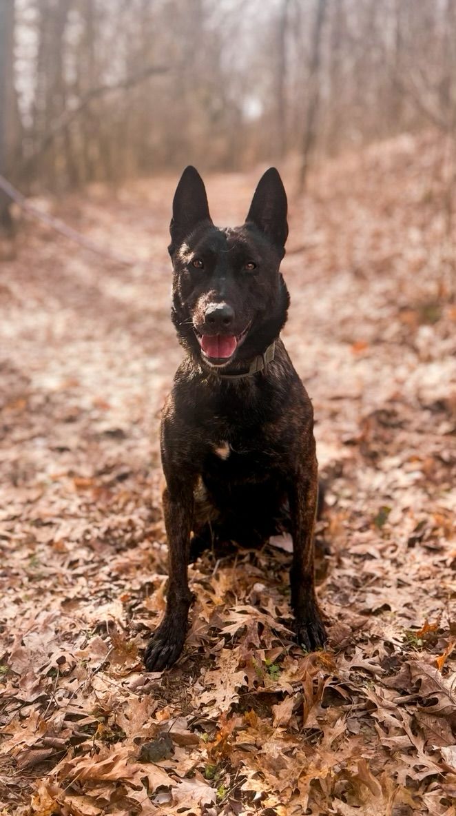 Dark dog in autumn leaves