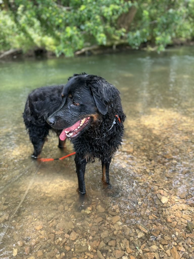 Black dog working in a creek