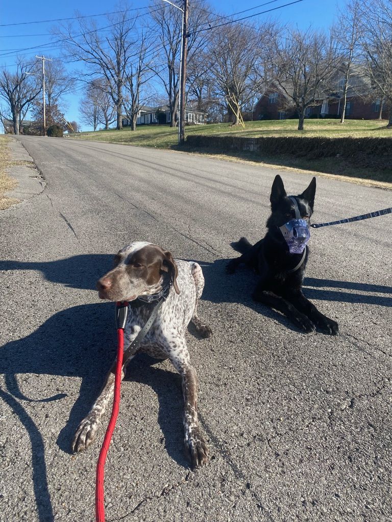 Two dogs holding a down stay on a neighborhood street