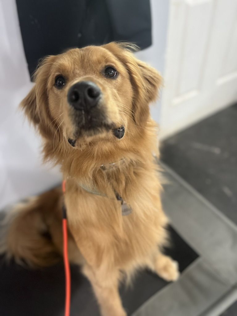 Golden retriever looking up attentively